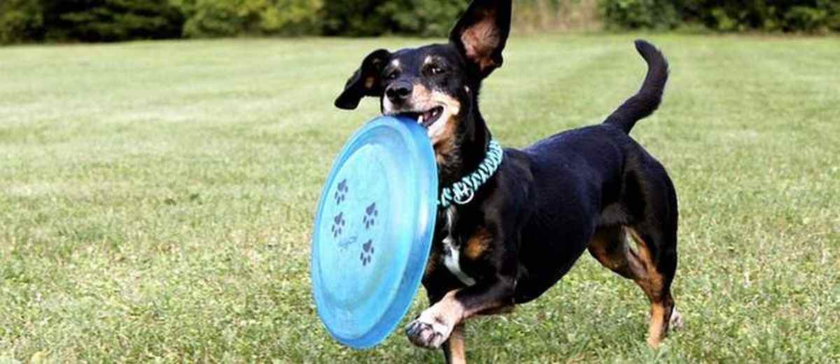 Je hond frisbee leren,  Zwarte Russische Terrier