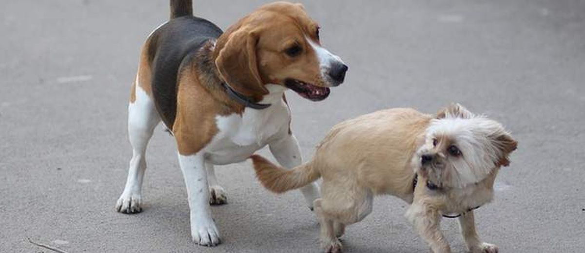 Lichaamstaal van de hond,  Redbone Coonhound