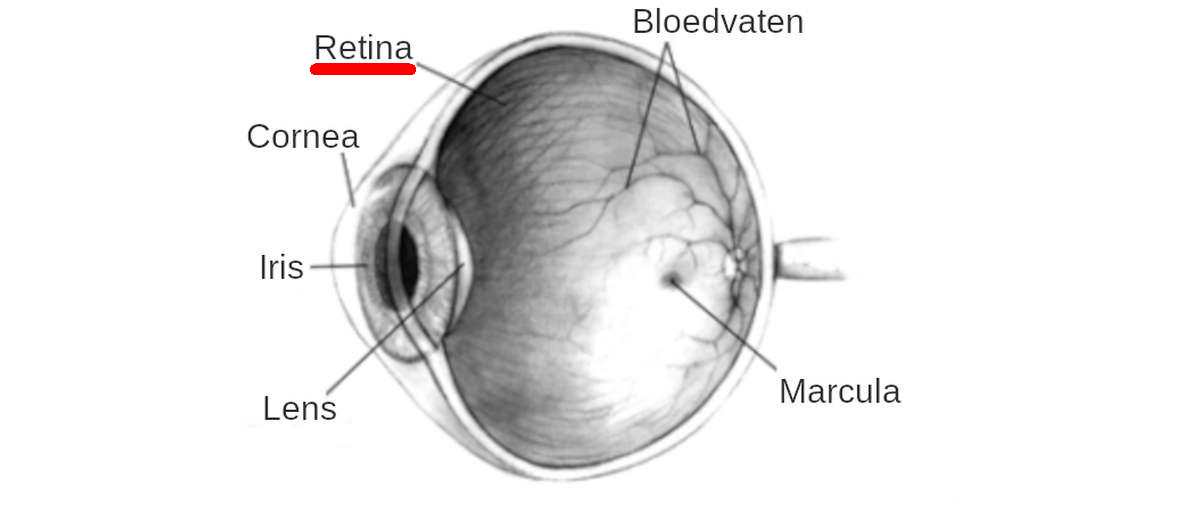 Progressieve retina atrofie (PRA) bij een Samojeed