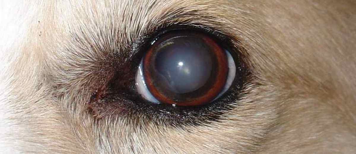 Cataract  bij een Rottweiler 