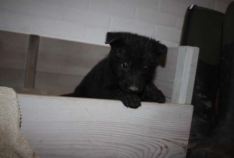 Grazen Minimaal Verbanning Te koop: Zwarte Duitse Herder Pups uit bekende werklijnen | Startpunthonden