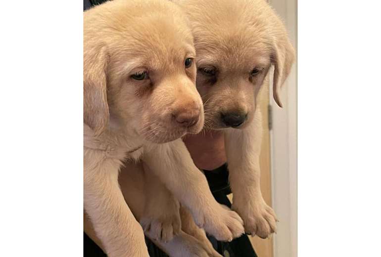 Labrador te koop - Pup en herplaatser | Startpunthonden