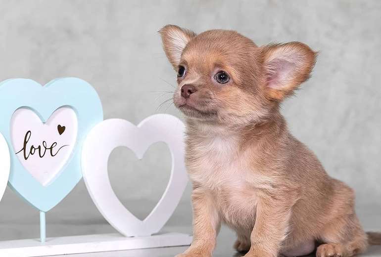 Toepassing leeg risico Chihuahua te koop - Pup en herplaatser | Startpunthonden