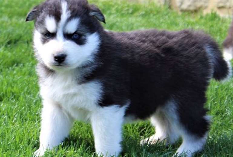 Verscherpen Gelach Veel gevaarlijke situaties Te koop: Mooie Siberische Husky pups. | Startpunthonden