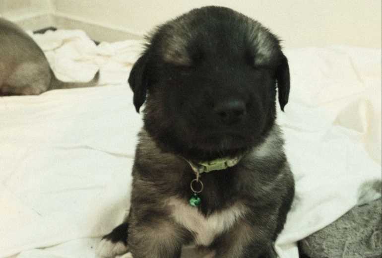 8 Turkse kangal pups