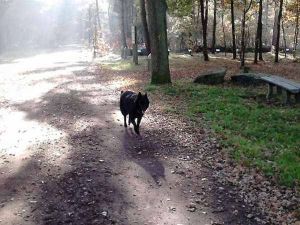 Laat Ook Jouw Foto Zien Van De Groenendaeler