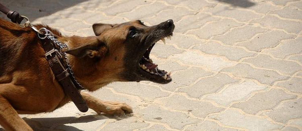 Agressief gedrag bij een hond,  Perro de Presa Canario