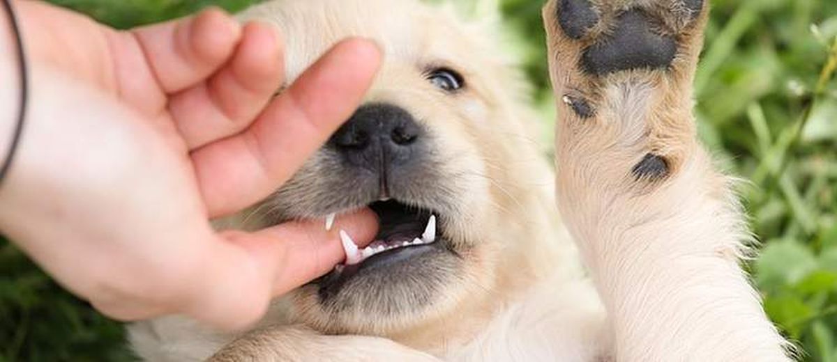 Pech negeren Vuil Tips bij het opvoeden en het gedrag van de Labrador Retriever |  Startpunthonden