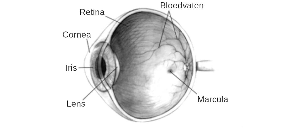 Retina dysplasie (RD) bij een Havenezer