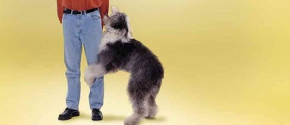 Hond rijdt tegen benen of op andere honden,  Cesky Terrier