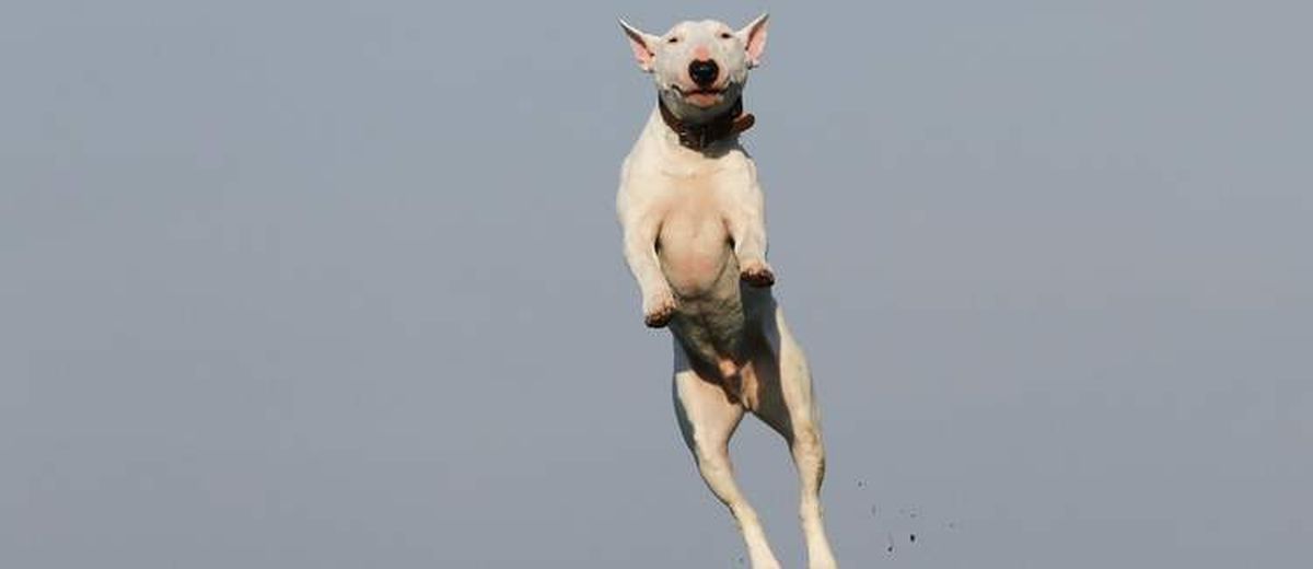 Mijn hond springt tegen mensen op,  Greyhound