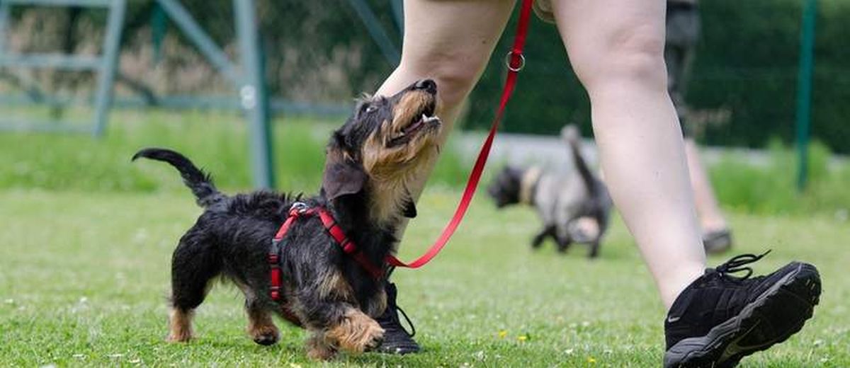 Opvoedingstips bij honden,  Amerikaanse Staffordshire Terriër 