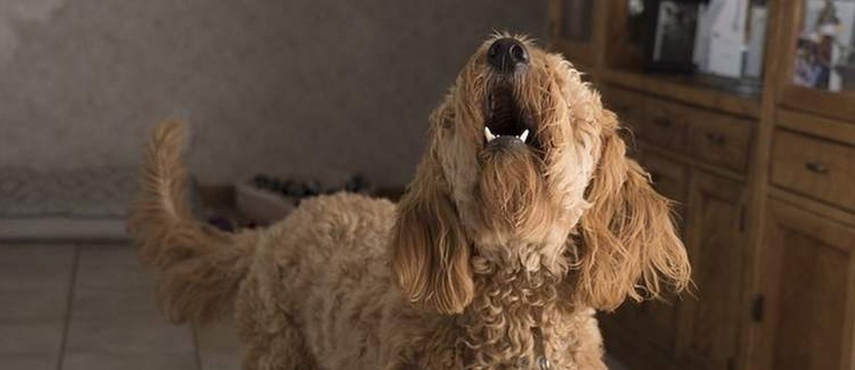 Stop het blaffen van je hond,  Hollandse smoushond