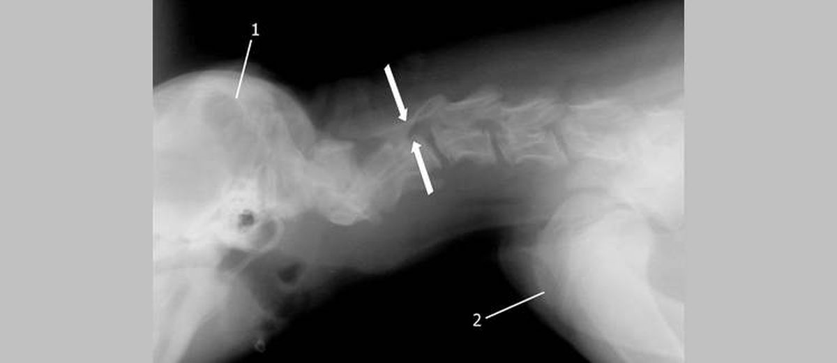 Wobbler Syndroom  bij een Labrador Retriever
