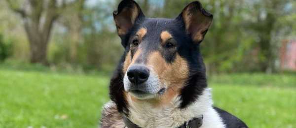 Fokkers Kennels Van Een Schotse Herdershond