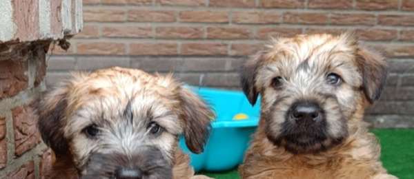 Fokkers Kennels Van Een Irish Soft Coated Wheaten Terrier