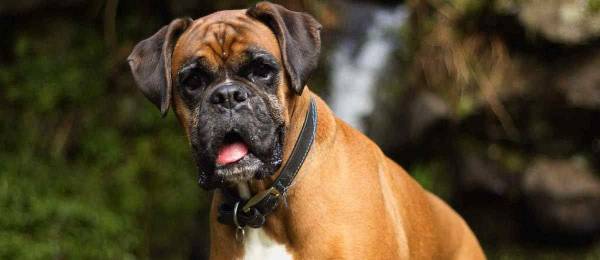 Onafhankelijkheid Renovatie Uittreksel Boxer te koop - Pup en herplaatser | Startpunthonden