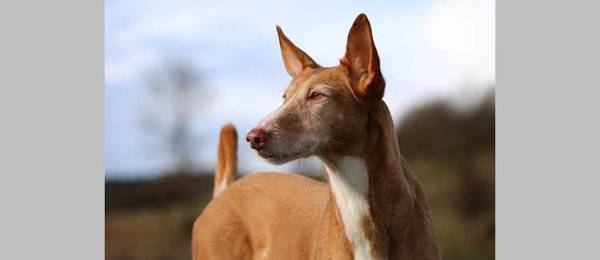 banjo creëren fout De Podenco canario: een snelle en wendbare hond met een krachtige  jachtinstinct. | Startpunthonden