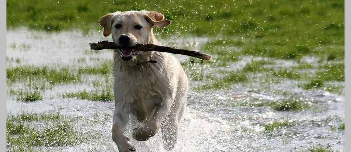 Pech negeren Vuil Tips bij het opvoeden en het gedrag van de Labrador Retriever |  Startpunthonden