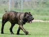 Perro de Presa Canario